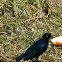 Superb Starling
