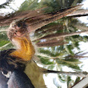stork