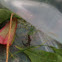 Common skink