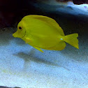 Yellow Tang