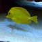Yellow Tang