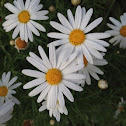 Oxeye Daisy