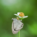 Crab spider with Kill