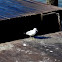 Ring-billed Gull