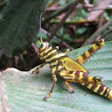 Giant Red-winged grasshopper