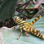 Giant Red-winged grasshopper