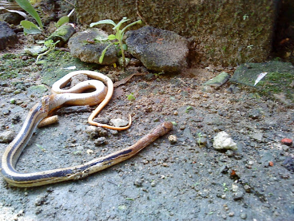 Spotting Image 1
