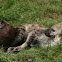 Brown Hyena