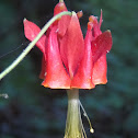 Crimson Columbine