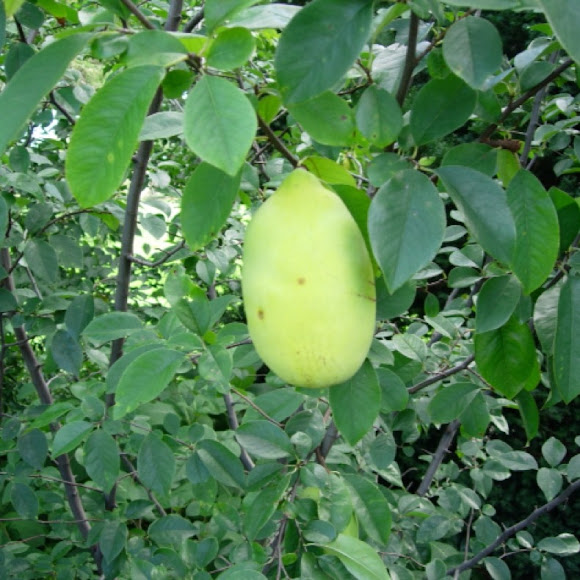 Spotting Image 1