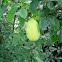 Asimina triloba