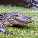 Alligator 