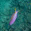 Purple Anthias