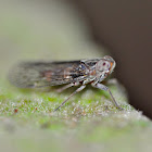 Planthopper