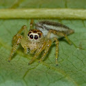 Dimorphic jumper (female)