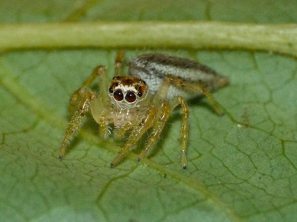 Spotting Image 1