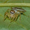 Dimorphic jumper (female)