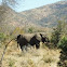 African Bush Elephant