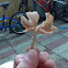 Pink wax-cap
