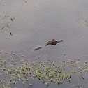 American Alligator