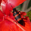 Blister Beetle