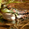 Green Frog