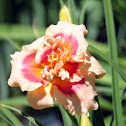 Daylily 'Forty Second Street'