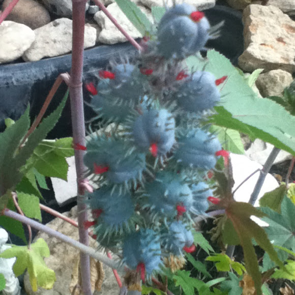 Spotting Image 1