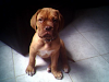 Venta De Cachorros Dogos De Burdeos