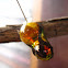 Striped crow pupae