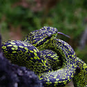 Toboba de altura