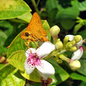 Skipper Butterfly