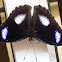 Unknown spotting