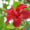 Chinese hibiscus