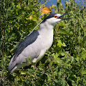 Black-crowned Night Heron