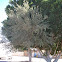 Cork Oak
