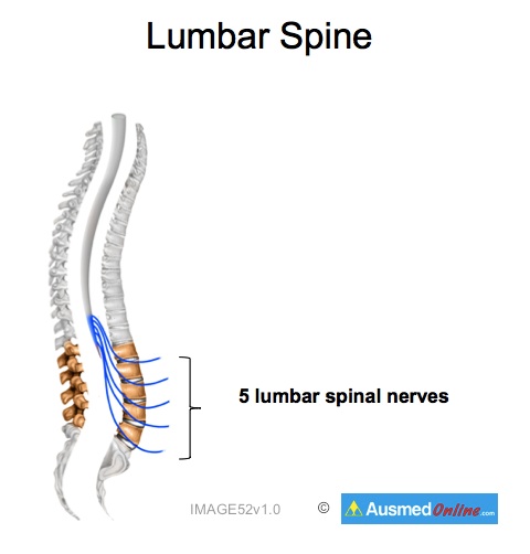 Lumbar Spine