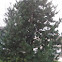 Ponderosa Pine