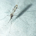 Anopheles Mosquito
