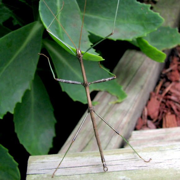 Spotting Image 1