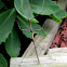 Northern Walkingstick
