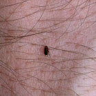 Dog flea