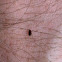 Dog flea