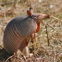 Nine-banded Armadillo