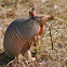 Nine-banded Armadillo