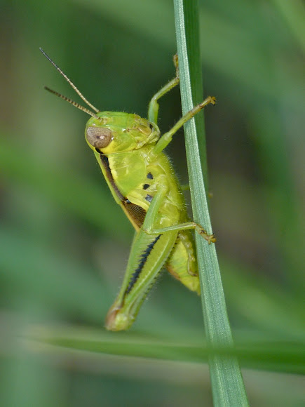 Spotting Image 1