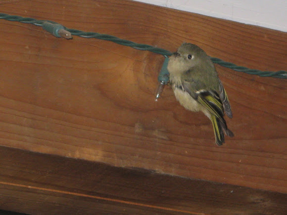 Spotting Image 1