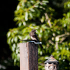 Black Phoebe