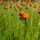 Orange hawkweed
