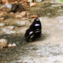 Great Eggfly